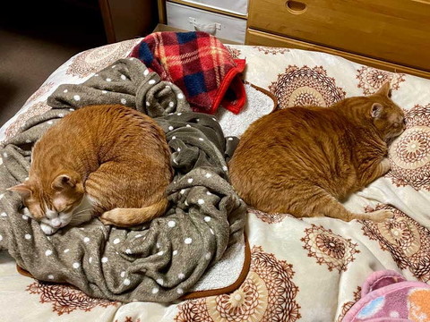 猫 眠い 下僕になでさせてあげないと やさしい