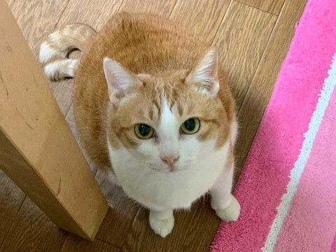 猫 眠い 下僕になでさせてあげないと やさしい