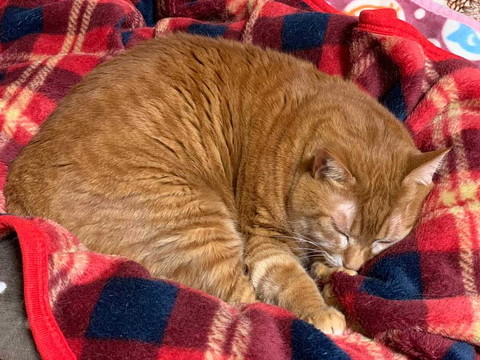 猫 眠い 下僕になでさせてあげないと やさしい