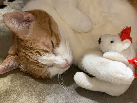 猫 眠い 下僕になでさせてあげないと やさしい