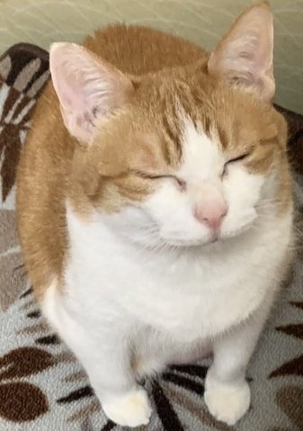 猫 眠い 下僕になでさせてあげないと やさしい