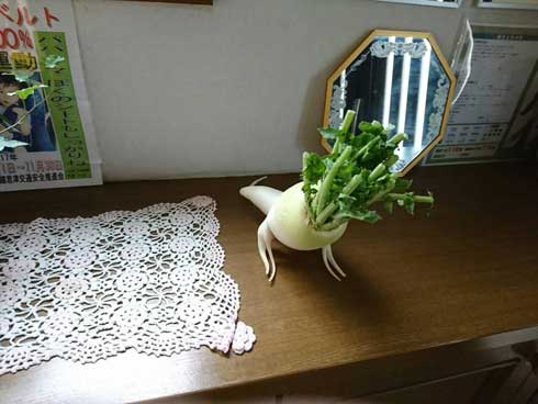 腕立て伏せ 大根 形