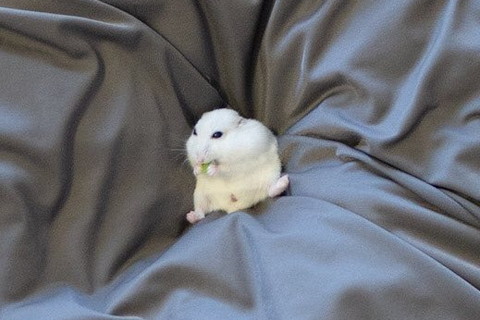 ソファでゆったりハムちゃん