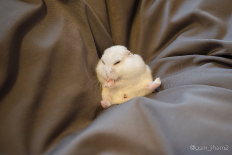 ソファでゆったりハムちゃん