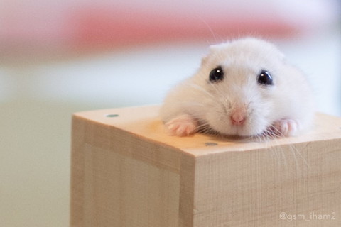 ぴえんハムちゃん