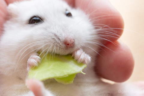 キャベツ食べてるハムちゃん