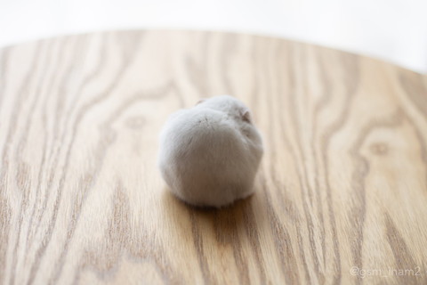 ハムちゃんのおしり