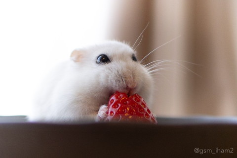 イチゴを食べるハムちゃん