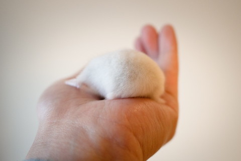 ぺたんハムちゃん