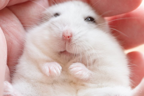 ふわふわハムちゃん