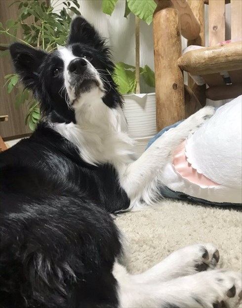 IKEAのサメから離れないワンちゃん