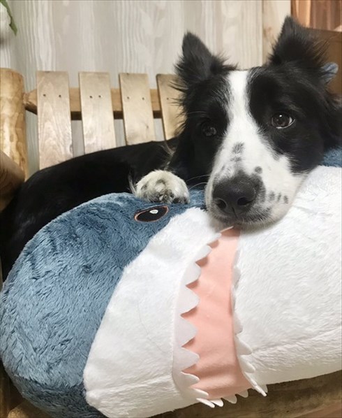 IKEAのサメから離れないワンちゃん