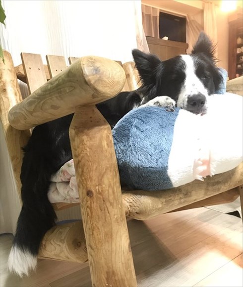 IKEAのサメから離れないワンちゃん