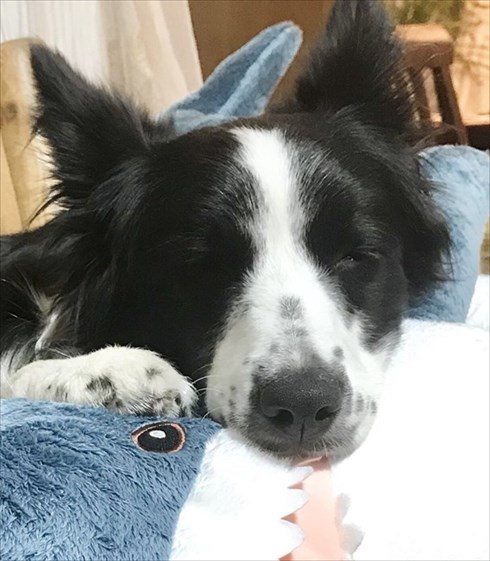 IKEAのサメから離れないワンちゃん