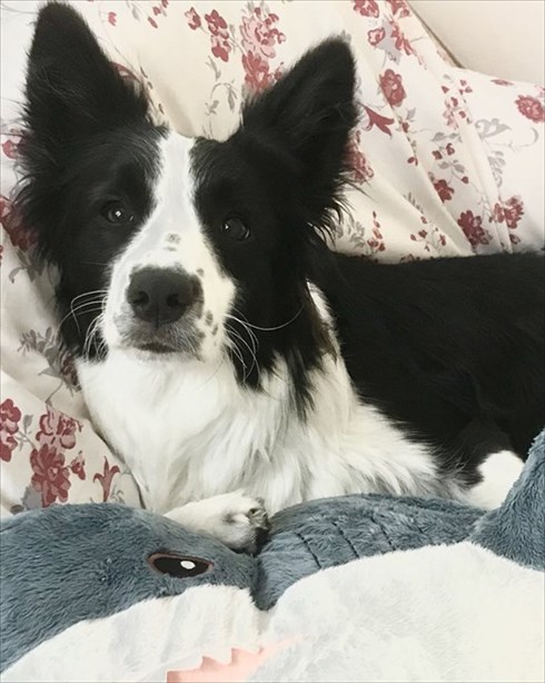 IKEAのサメから離れないワンちゃん