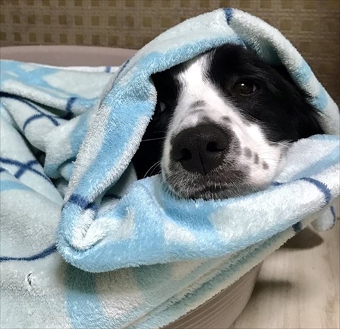 IKEAのサメから離れないワンちゃん