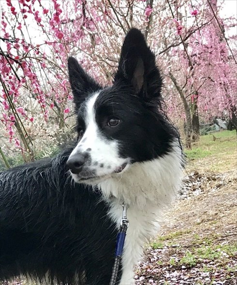 IKEAのサメから離れないワンちゃん