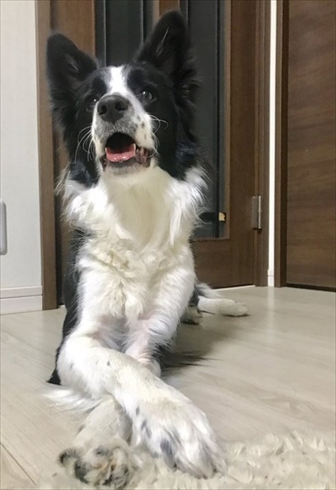 IKEAのサメから離れないワンちゃん