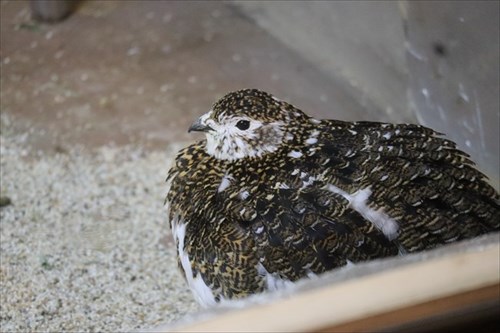 那須どうぶつ王国ライチョウ産卵