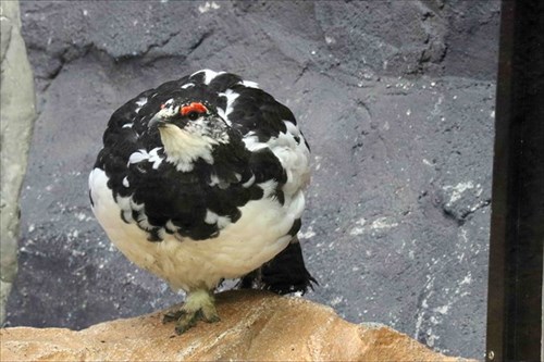 那須どうぶつ王国ライチョウ産卵