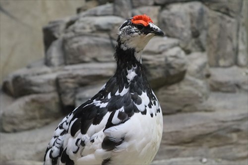 那須どうぶつ王国ライチョウ産卵