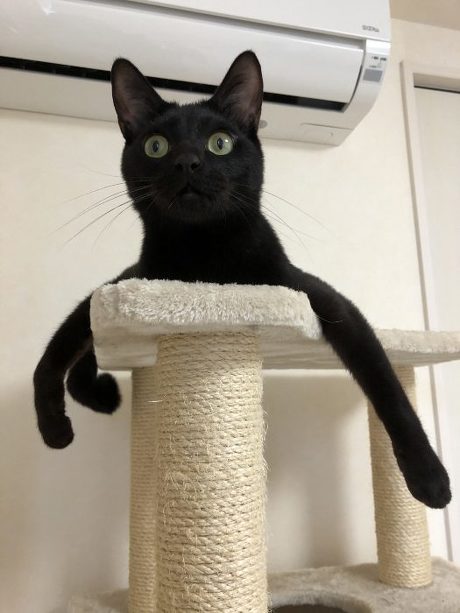 猫 スミちゃん 謎のポーズ