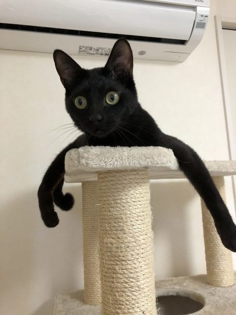 猫 スミちゃん 謎のポーズ