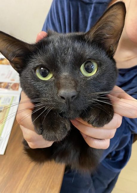 猫 スミちゃん 謎のポーズ