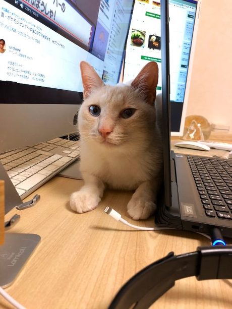 猫 スミちゃん 謎のポーズ