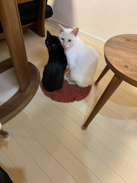 猫 スミちゃん 謎のポーズ