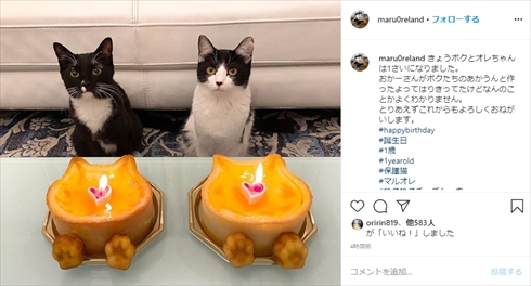 藤あや子 猫 マル オレオ 誕生日 ブログ Twitter インスタ
