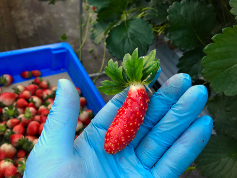 キュウリみたいなイチゴ