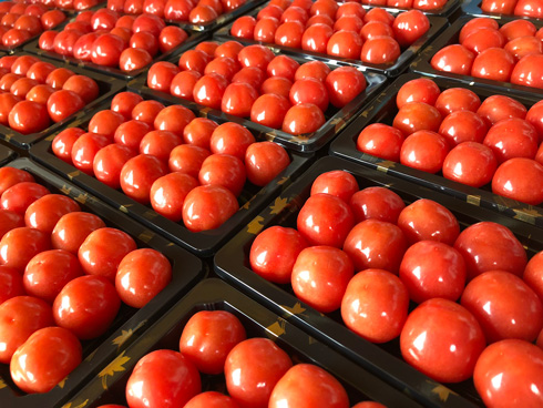 みづの農園のトマト