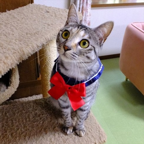 柴犬ひかりといちごと猫ミルキーときらら