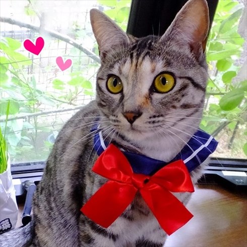 柴犬ひかりといちごと猫ミルキーときらら