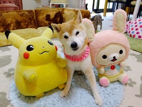 柴犬ひかりといちごと猫ミルキーときらら