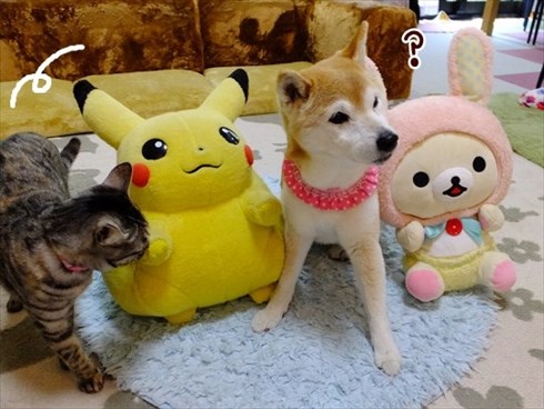 柴犬ひかりといちごと猫ミルキーときらら