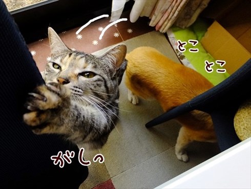 柴犬ひかりといちごと猫ミルキーときらら
