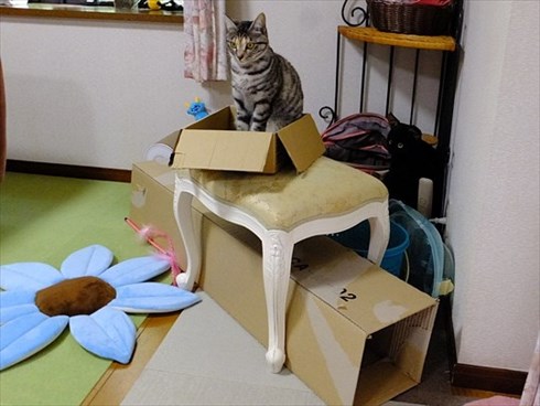 柴犬ひかりといちごと猫ミルキーときらら