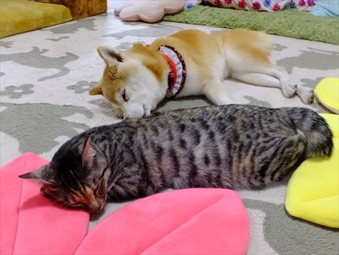 柴犬ひかりといちごと猫ミルキーときらら