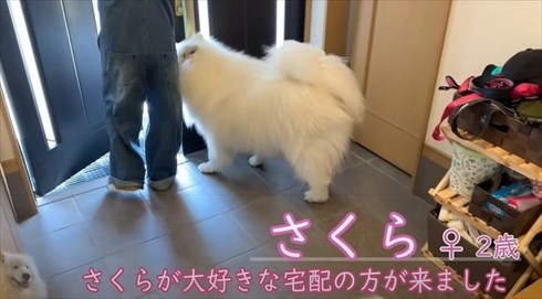 配達員さんが好きなワンちゃん