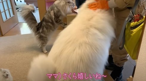 配達員さんが好きなワンちゃん