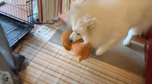 配達員さんが好きなワンちゃん