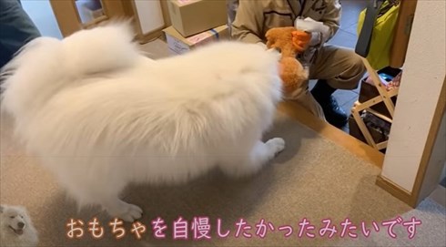 配達員さんが好きなワンちゃん