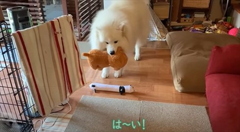 配達員さんが好きなワンちゃん