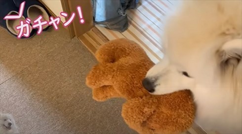 配達員さんが好きなワンちゃん