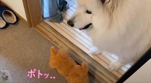 配達員さんが好きなワンちゃん