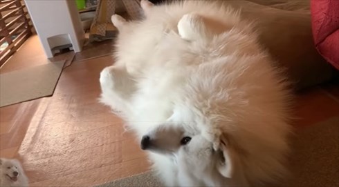 配達員さんが好きなワンちゃん