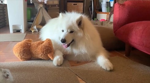 配達員さんが好きなワンちゃん