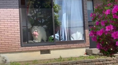 配達員さんが好きなワンちゃん